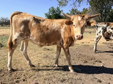 Cindy's heifer 25
