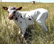 CUT'N DRIED X SHEZA ROYAL GAL heifer