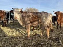 Calf 44