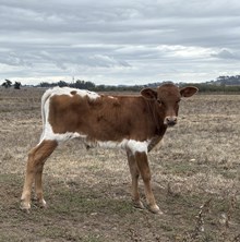 520 Bull