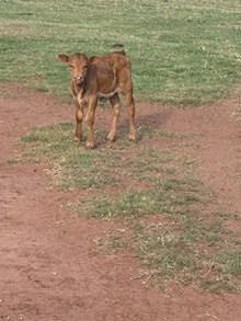 Betty/Chopper Bull 26