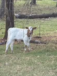Pearl/Chopper Bull 26