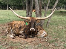 Fabulous/Chopper Bull 26