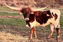 GOLDEN COWGIRL CRL