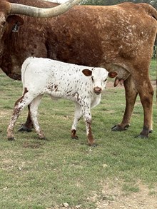 Gold Mine x Tejas Sue bull
