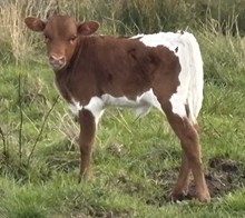 Unnamed Heifer Calf