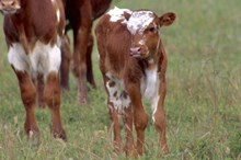 Juice Bull Calf