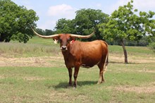 DH REBA