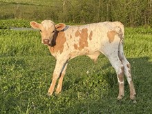 Buzz cut bull