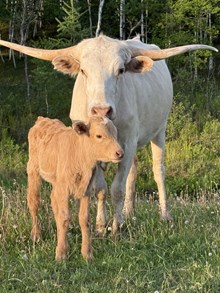 Silver bull