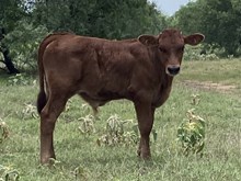 JUICE'S BULL 553