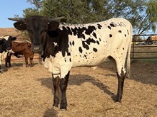 Kool Pearl Cowgirl CPL