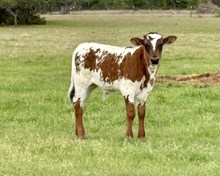 Gold Mine1 x Possum Princess bull calf
