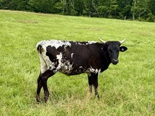 RCL Saddle Up Buttercup