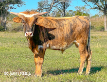 Gypsys Catch HCL Bull