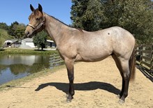 LTL Holly's Huckleberry