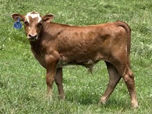 2026 Bull (Lemme Introduce)