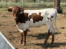 LM AB ELIZA 176