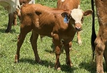 2026 Bull (Sharpchex)