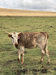 Over Dew 23 Heifer