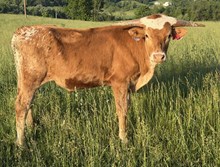 25-17 Steer