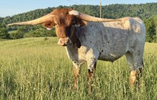 24-52 Steer