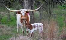 2025 Iron Blossom Bull