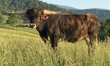 24-3 Steer