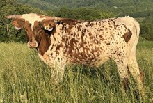 25-30 Steer