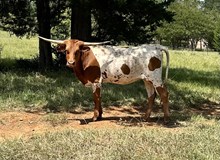 CVL TEJAS BUTTERFINGER
