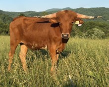 24-54 Steer