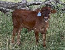 2026 Bull (Becca)