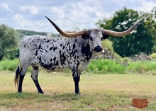 MOO LA LADY SH 40/6
