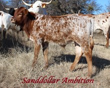 SANDDOLLAR AMBITION