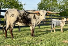 Painted Glory JPL