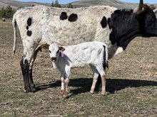 Mr. Blue X Chocolate Venus 25 Heifer