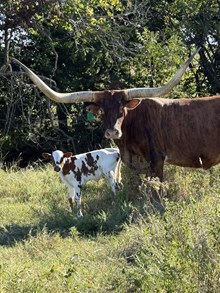 Charleen/Chopper Heifer 26