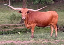 LM HIGH TARI’S BEAUTY