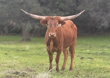 SLL POLOMA