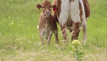 2023 Radio Flyer Heifer