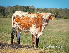 BL Safari Up Bull 2