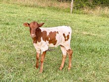 RCL sweetie pie x 20gs easy catch heifer