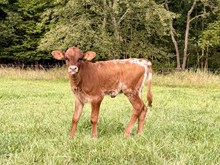 Rustic you know what x HL heads up heifer