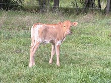 MM pretty tuff Lovin x 20gs easy catch bull calf