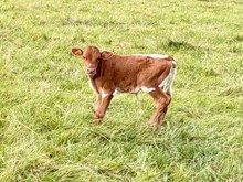RCL Tullas Hope x 20gs easy catch bull calf