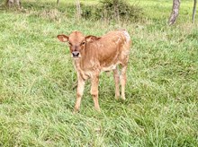 RCL Magic lady x 20gs easy bull
