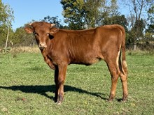 EC Bandit Queen