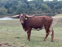 FH GEORGIA