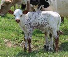 Dark Magic calf- 2026