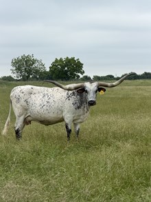BL KALI TUFF